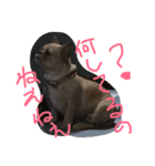 ワンダフルTOMATO犬（個別スタンプ：3）