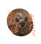 ワンダフルTOMATO犬（個別スタンプ：4）