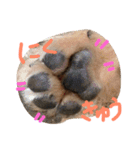 ワンダフルTOMATO犬（個別スタンプ：6）