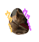 ワンダフルTOMATO犬（個別スタンプ：7）