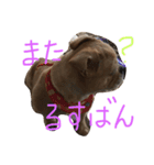 ワンダフルTOMATO犬（個別スタンプ：8）