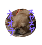 ワンダフルTOMATO犬（個別スタンプ：9）