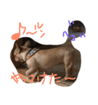 ワンダフルTOMATO犬（個別スタンプ：10）