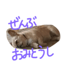 ワンダフルTOMATO犬（個別スタンプ：14）