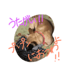 ワンダフルTOMATO犬（個別スタンプ：15）