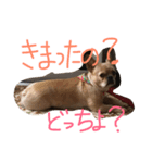 ワンダフルTOMATO犬（個別スタンプ：16）
