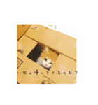 うちのちゃい君スタンプ（個別スタンプ：6）