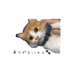 うちのちゃい君スタンプ（個別スタンプ：7）
