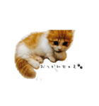 うちのちゃい君スタンプ（個別スタンプ：8）