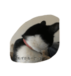 ふく と うみ（個別スタンプ：11）