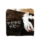 ふく と うみ（個別スタンプ：20）
