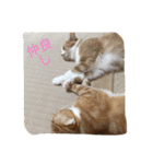 スコの兄弟（個別スタンプ：1）