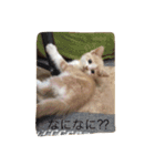 スコの兄弟（個別スタンプ：2）