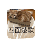 スコの兄弟（個別スタンプ：3）