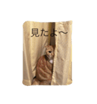 スコの兄弟（個別スタンプ：5）