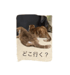 スコの兄弟（個別スタンプ：6）