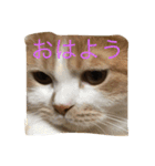 スコの兄弟（個別スタンプ：8）