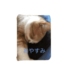スコの兄弟（個別スタンプ：13）
