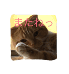 スコの兄弟（個別スタンプ：14）