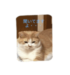 スコの兄弟（個別スタンプ：15）