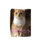 スコの兄弟（個別スタンプ：16）