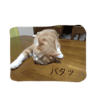 スコの兄弟（個別スタンプ：17）