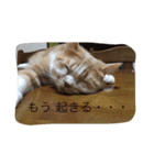 スコの兄弟（個別スタンプ：18）