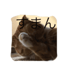 スコの兄弟（個別スタンプ：19）