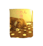 スコの兄弟（個別スタンプ：20）