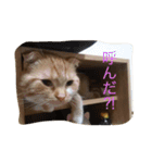スコの兄弟（個別スタンプ：23）