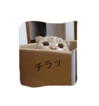 スコの兄弟（個別スタンプ：24）