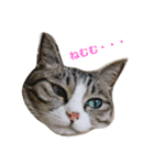 はなちゃんのきもち（個別スタンプ：1）