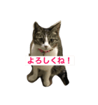 はなちゃんのきもち（個別スタンプ：6）