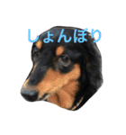ケイン（個別スタンプ：33）