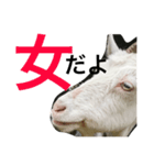 ヤギのもっくん（メス）（個別スタンプ：8）