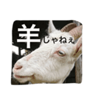 ヤギのもっくん（メス）（個別スタンプ：13）