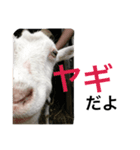 ヤギのもっくん（メス）（個別スタンプ：14）
