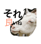 ヤギのもっくん（メス）（個別スタンプ：16）