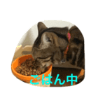 しょうたん2（個別スタンプ：1）