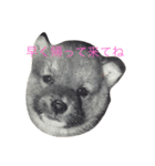 可愛い柴犬（個別スタンプ：1）