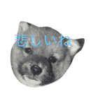 可愛い柴犬（個別スタンプ：2）