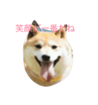 可愛い柴犬（個別スタンプ：3）