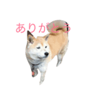 可愛い柴犬（個別スタンプ：4）