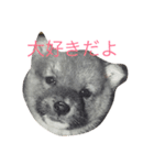 可愛い柴犬（個別スタンプ：7）