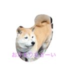 可愛い柴犬（個別スタンプ：8）