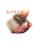 みーこの日常（個別スタンプ：1）