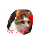 みーこの日常（個別スタンプ：2）