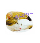 みーこの日常（個別スタンプ：7）