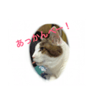 みーこの日常（個別スタンプ：8）