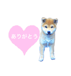 柴れもん。（個別スタンプ：2）